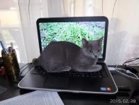 Avatar