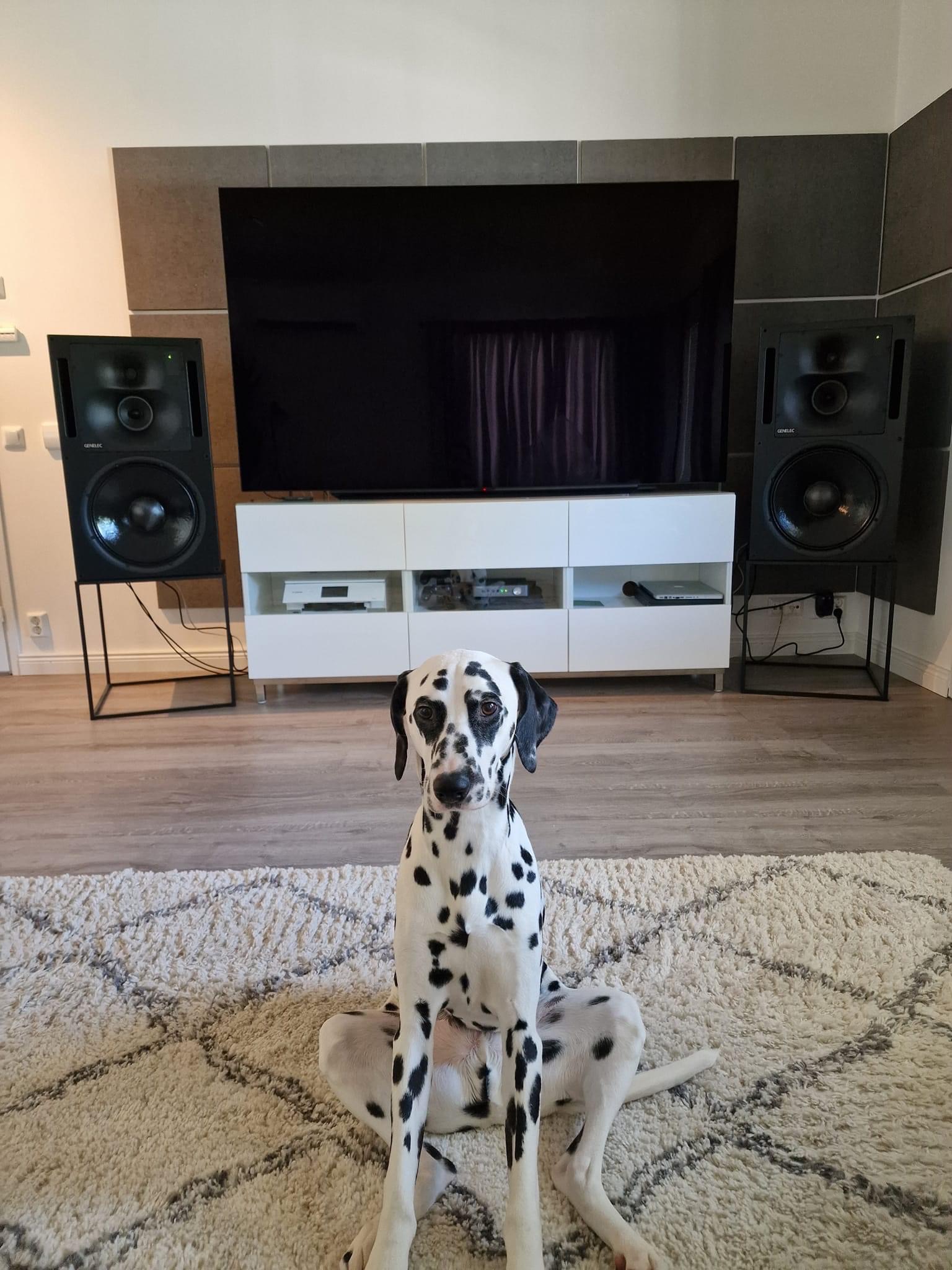 Genelec and dog.JPG