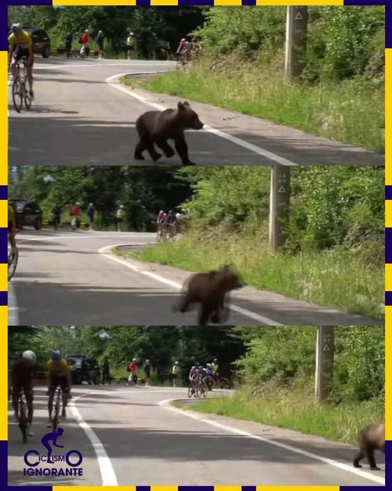 Szebeni kör maci.jpg