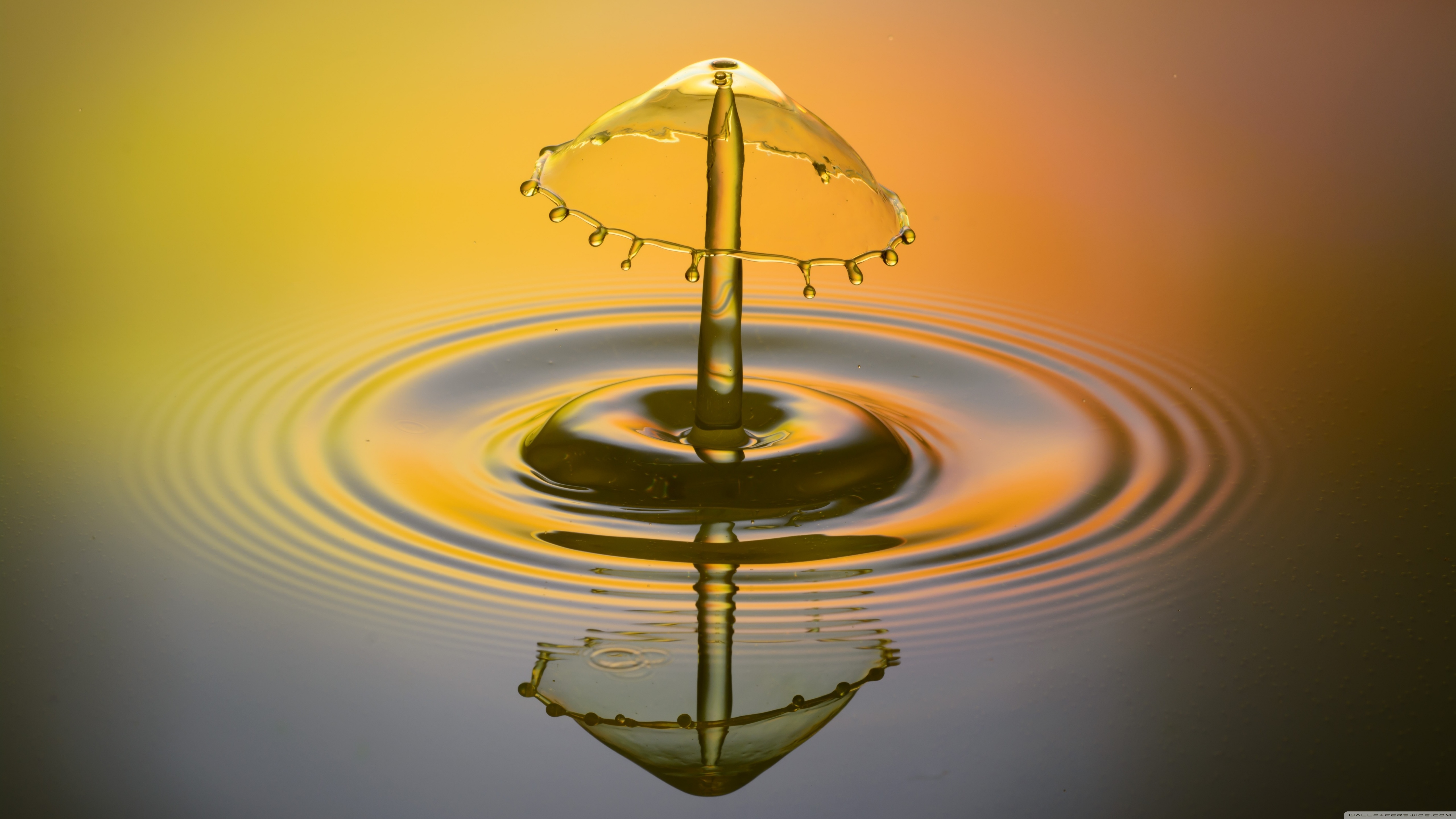 mushroom_water-wallpaper-5120x2880.jpg